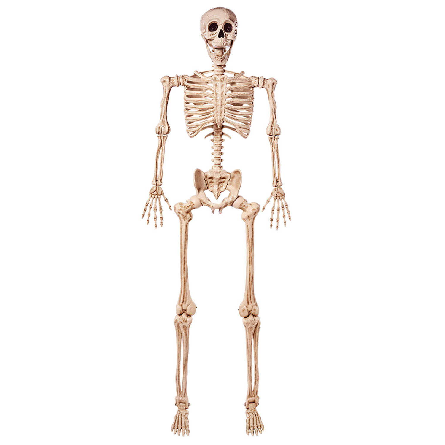 The Holiday Aisle® 5.6 FT Halloween Posable Life Size Skeleton Full Body Realistic Bones with Movable Joints for Halloween Indoor and Outdoor Decoration & Reviews | Wayfair